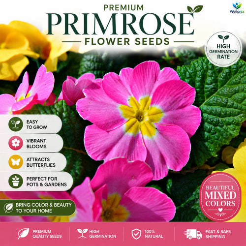 Premium Primrose Flower Seeds – Mixed Colors(200+ Seeds) | FREE Gardening Gift Included 🎁